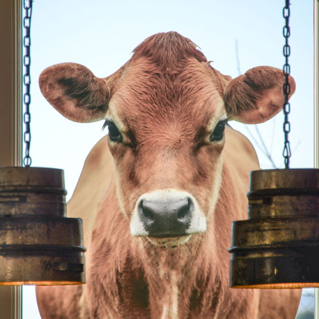 Cabot Annex Waterbury Cow Window